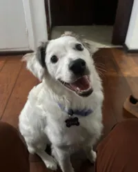 Cachorro raça SRD-ViraLata idade 1 ano nome César