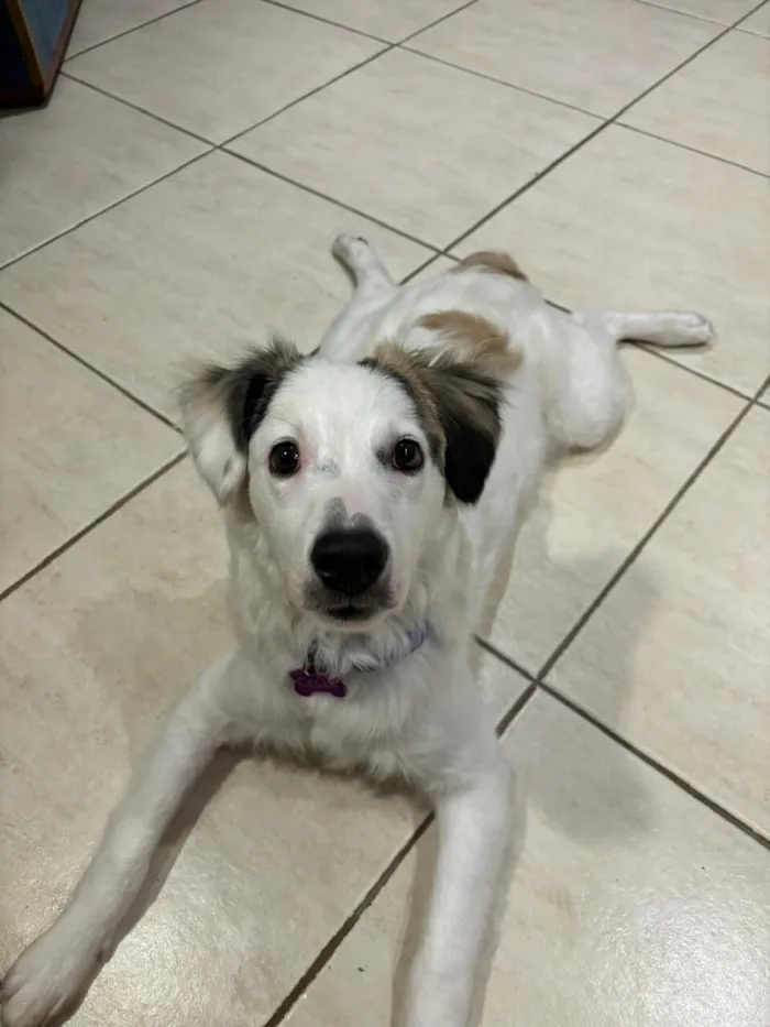 Cachorro raça SRD-ViraLata idade 1 ano nome César