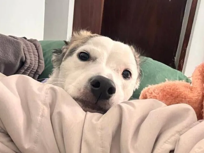 Cachorro raça SRD-ViraLata idade 1 ano nome César