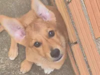 Cachorro raça SRD-ViraLata idade 2 a 6 meses nome Hadyia 