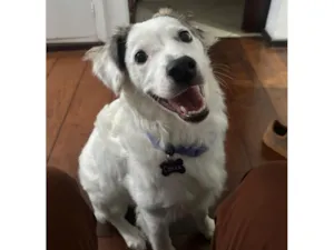 Cachorro raça SRD-ViraLata idade 1 ano nome César