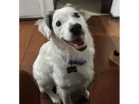 Cachorro raça SRD-ViraLata idade 1 ano nome César