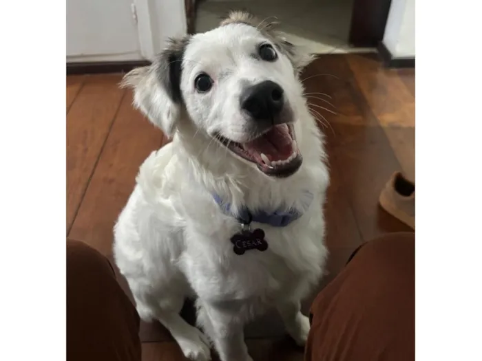 Cachorro raça SRD-ViraLata idade 1 ano nome César