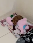 Cachorro raça SRD-ViraLata idade 2 a 6 meses nome Hadyia 