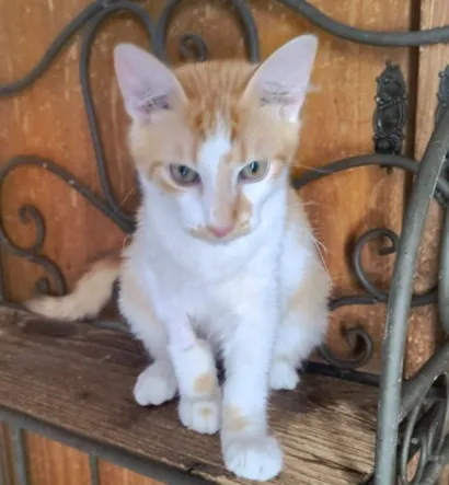 Gato raça SRD-ViraLata idade 7 a 11 meses nome AMARELINHO