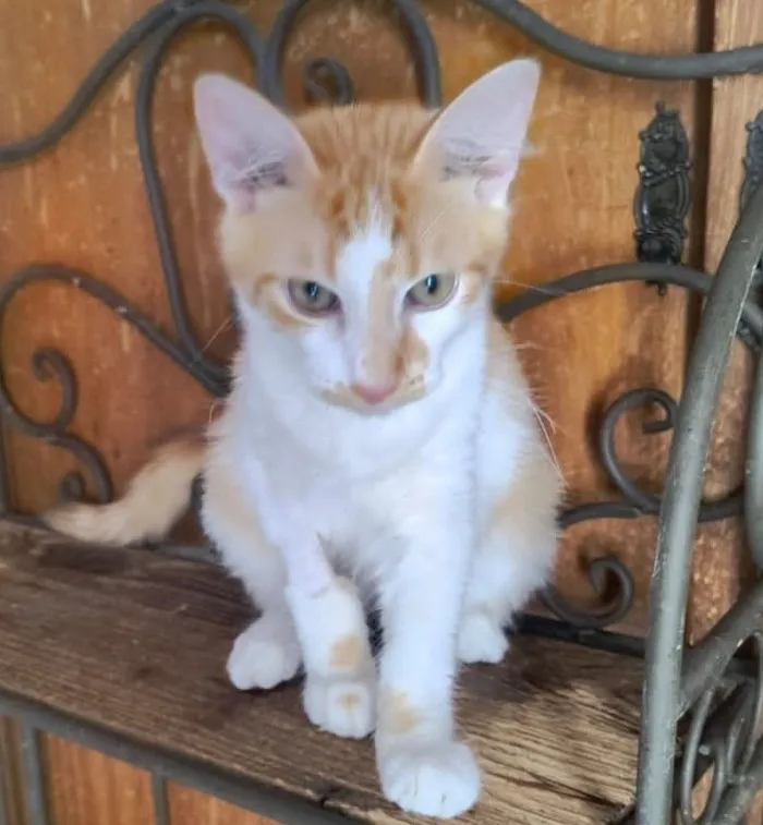 Gato raça SRD-ViraLata idade 7 a 11 meses nome AMARELINHO