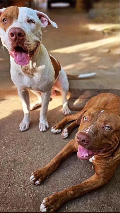 Cachorro raça Pit-Bull idade 1 ano nome Hulk e Pirata