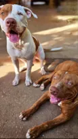 Cachorro raça Pit-Bull idade 1 ano nome Hulk e Pirata