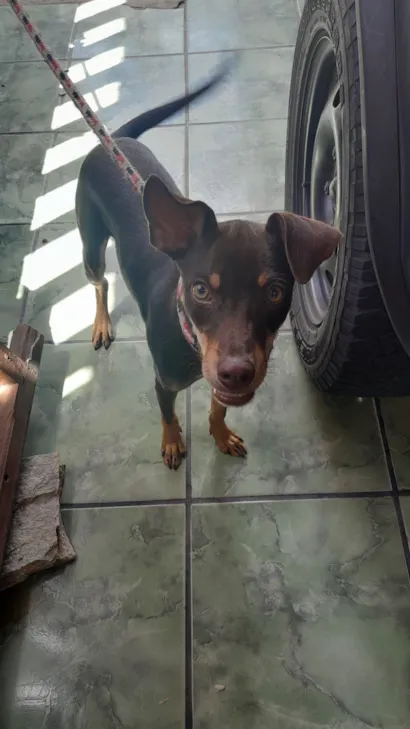 Cachorro raça SRD-ViraLata idade 7 a 11 meses nome Chico