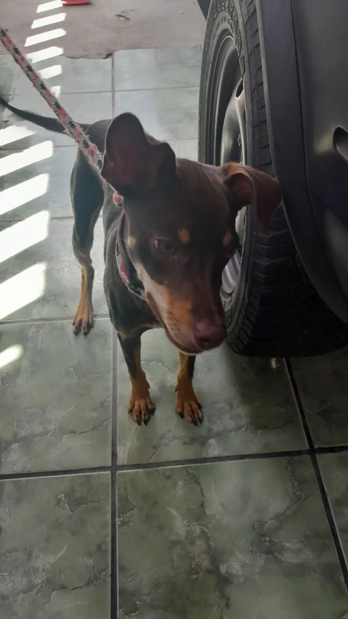 Cachorro raça SRD-ViraLata idade 7 a 11 meses nome Chico