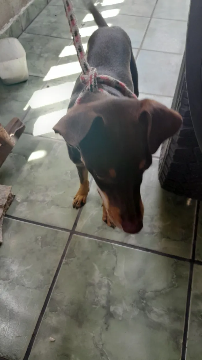 Cachorro raça SRD-ViraLata idade 7 a 11 meses nome Chico