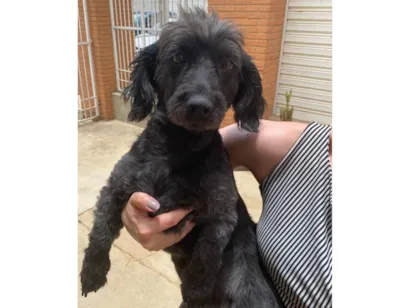 Cachorro raça SRD-ViraLata idade 2 anos nome Bonita