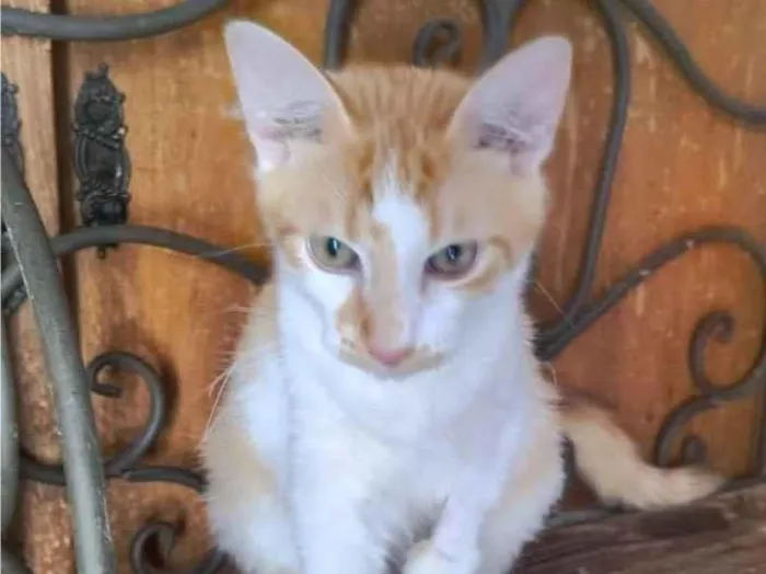 Gato raça SRD-ViraLata idade 7 a 11 meses nome AMARELINHO