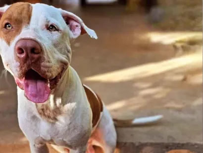 Cachorro raça Pit-Bull idade 1 ano nome Hulk e Pirata