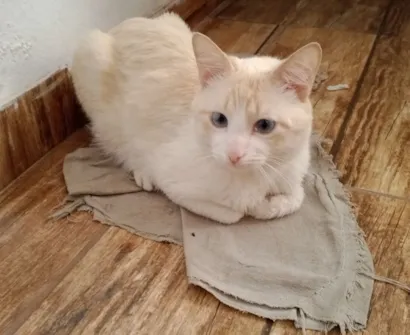 Gato raça SRD-ViraLata idade 2 a 6 meses nome Netuno 