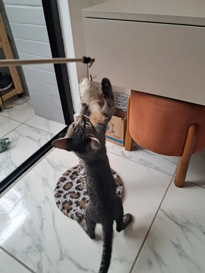 Gato raça SRD-ViraLata idade 2 a 6 meses nome Simba