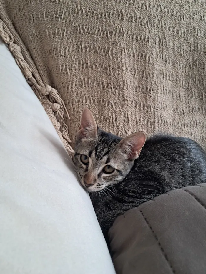 Gato raça SRD-ViraLata idade 2 a 6 meses nome Simba