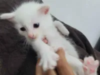 Gato raça SRD-ViraLata idade 2 a 6 meses nome Gato