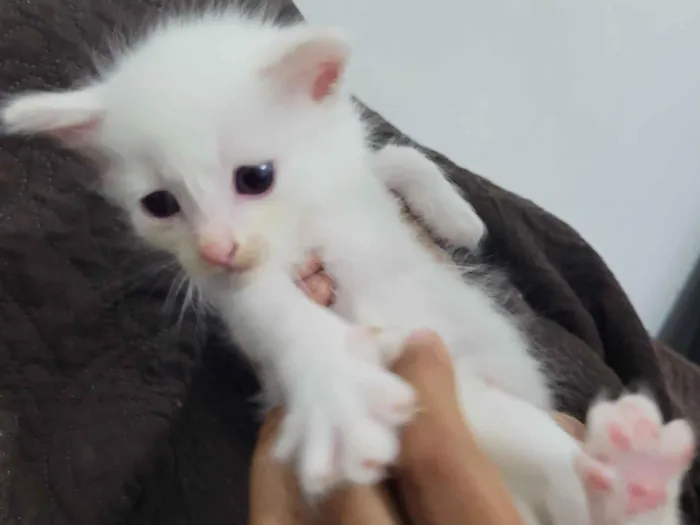 Gato raça SRD-ViraLata idade 2 a 6 meses nome Gato