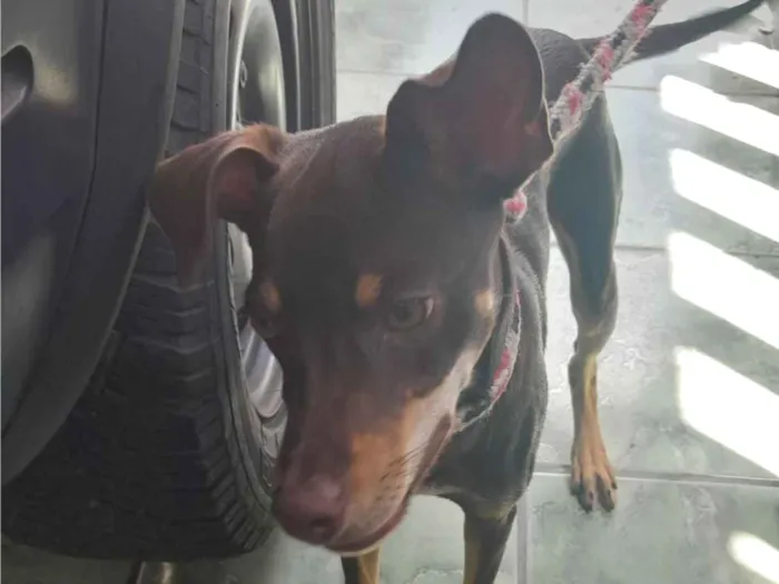 Cachorro raça SRD-ViraLata idade 7 a 11 meses nome Chico