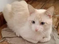 Gato raça SRD-ViraLata idade 2 a 6 meses nome Netuno 