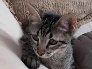 Gato raça SRD-ViraLata idade 2 a 6 meses nome Simba