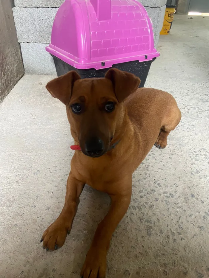 Cachorro raça SRD-ViraLata idade 1 ano nome Nick