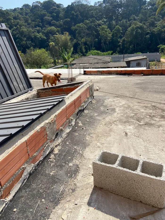 Cachorro raça SRD-ViraLata idade 1 ano nome Nick