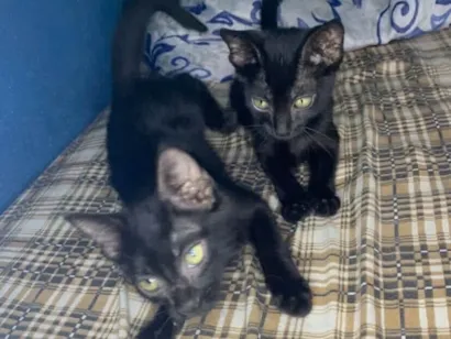 Gato raça SRD-ViraLata idade 2 a 6 meses nome Não sei