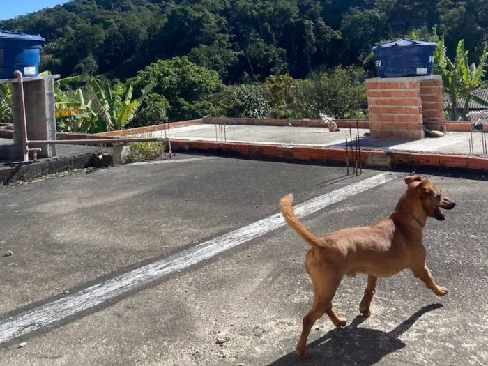 Cachorro raça SRD-ViraLata idade 1 ano nome Nick