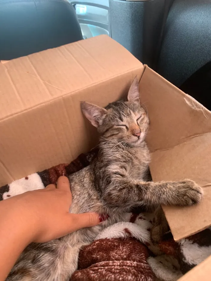 Gato raça SRD-ViraLata idade 2 a 6 meses nome She-ra