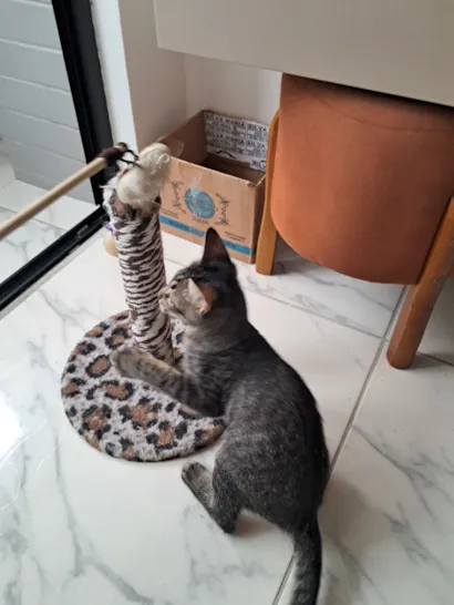 Gato raça SRD-ViraLata idade 2 a 6 meses nome Simba 