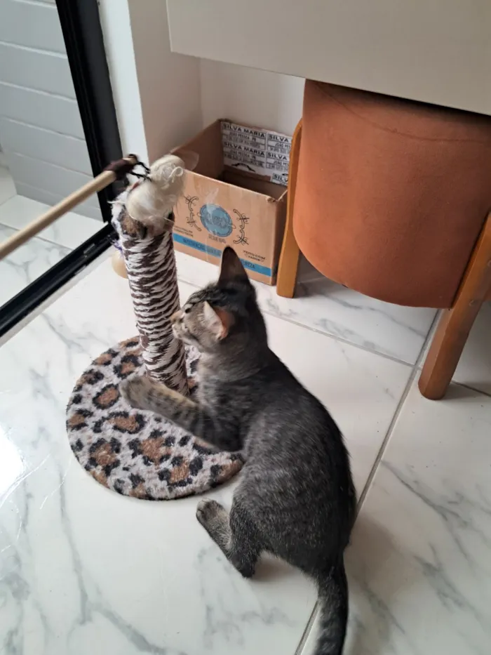 Gato raça SRD-ViraLata idade 2 a 6 meses nome Simba 