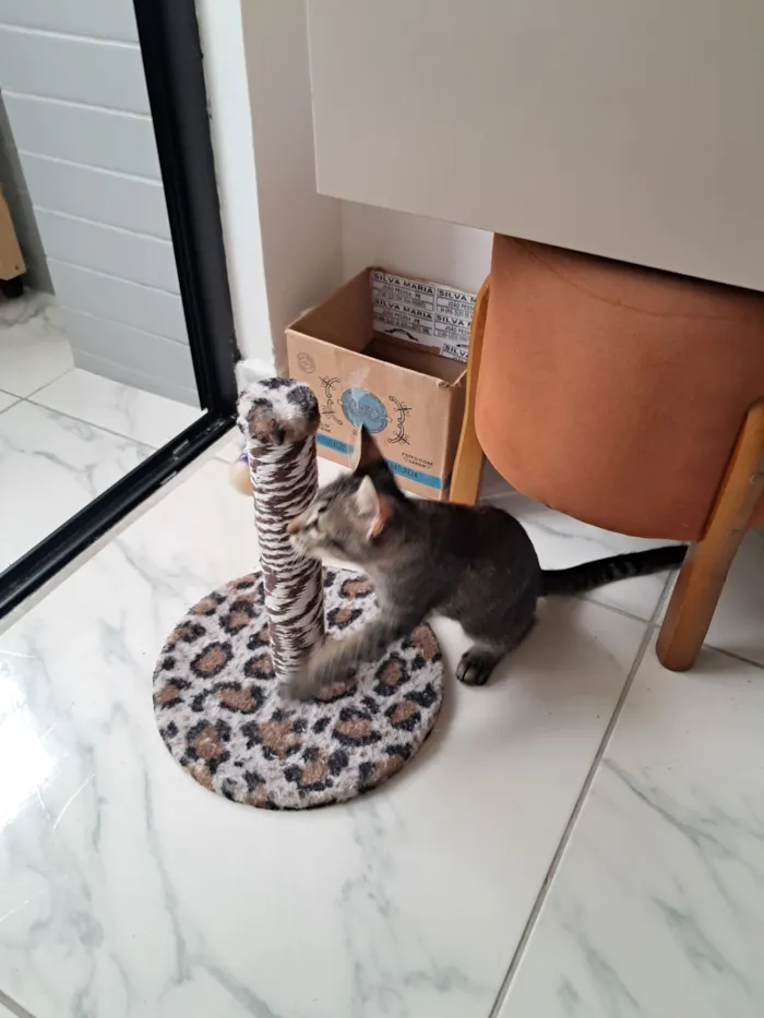 Gato raça SRD-ViraLata idade 2 a 6 meses nome Simba 