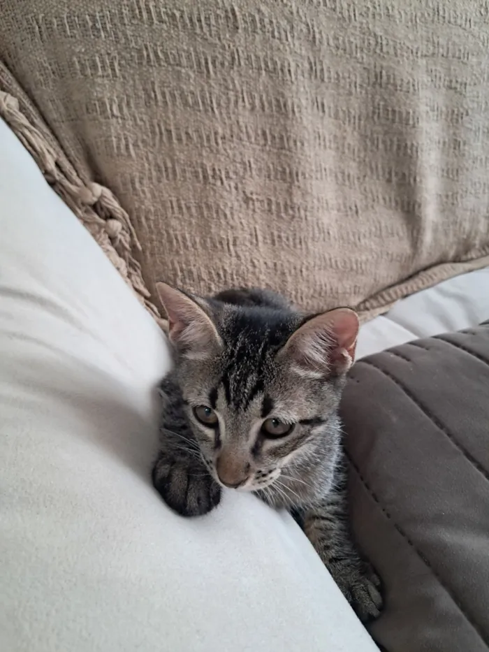 Gato raça SRD-ViraLata idade 2 a 6 meses nome Simba 