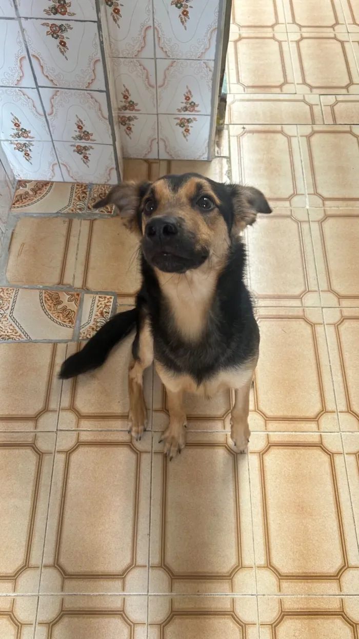 Cachorro raça SRD-ViraLata idade 7 a 11 meses nome Peter