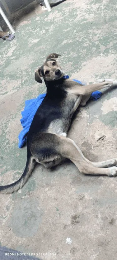 Cachorro raça SRD-ViraLata idade 1 ano nome Bingo 