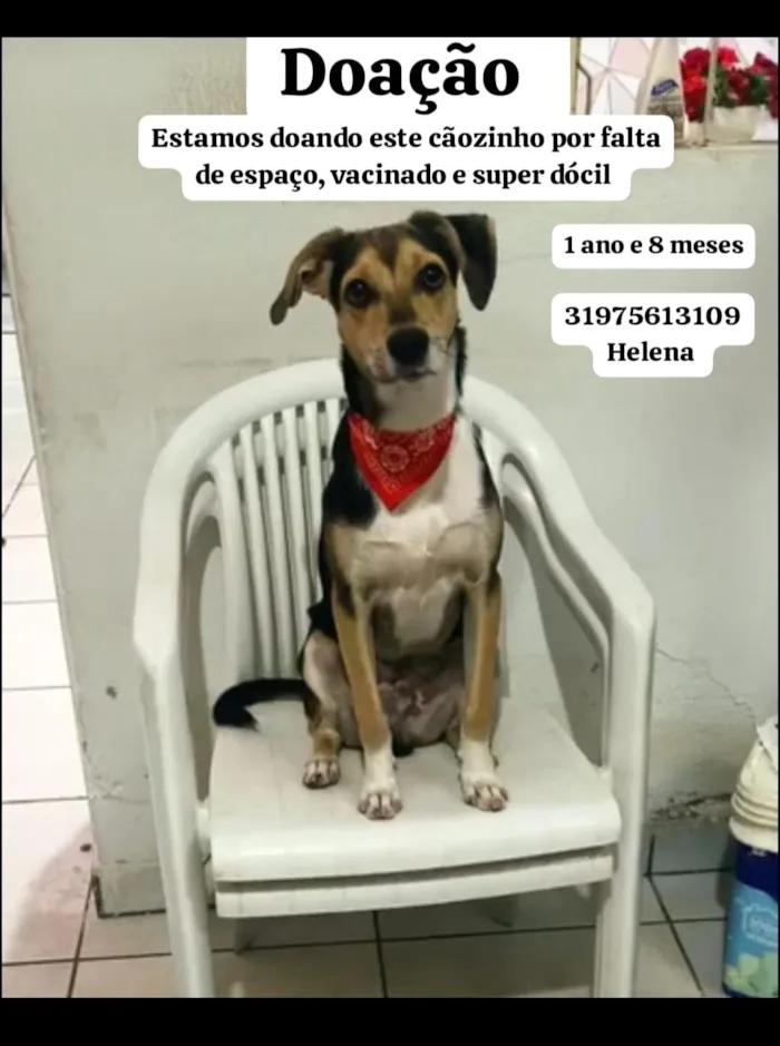 Cachorro raça SRD-ViraLata idade 1 ano nome Bingo 