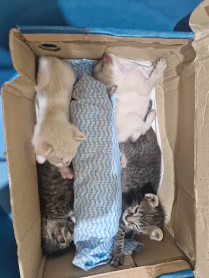 Gato raça SRD-ViraLata idade Abaixo de 2 meses nome Lola, Leo, Pietro, Pita