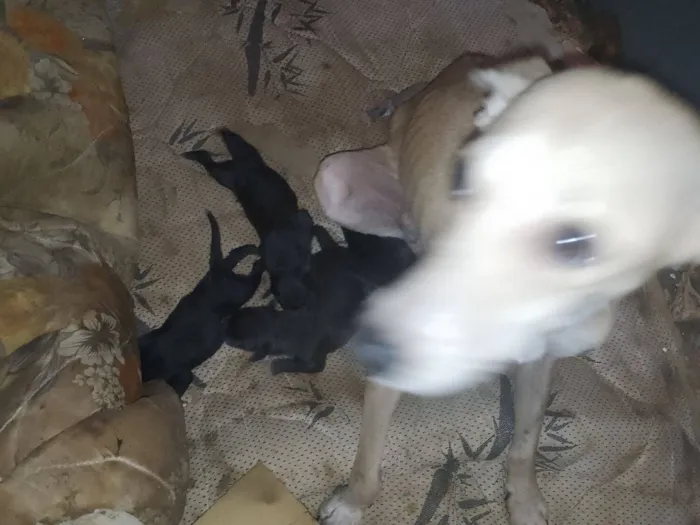 Cachorro raça SRD-ViraLata idade 1 ano nome Beje