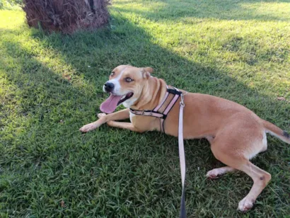 Cachorro raça Pit-Bull idade 3 anos nome Kyara