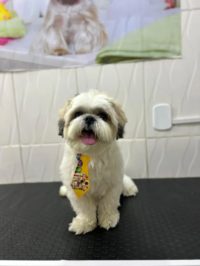Cachorro raça Shitzu idade 4 anos nome LUKE