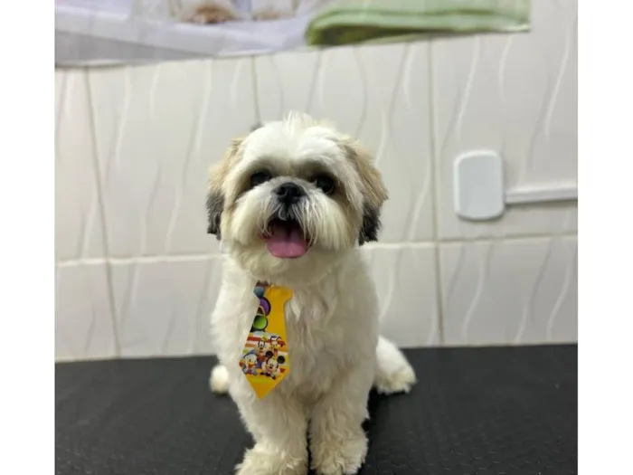 Cachorro raça Shitzu idade 4 anos nome LUKE