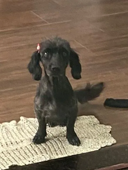 Cachorro raça SRD-ViraLata idade 2 anos nome Bonita