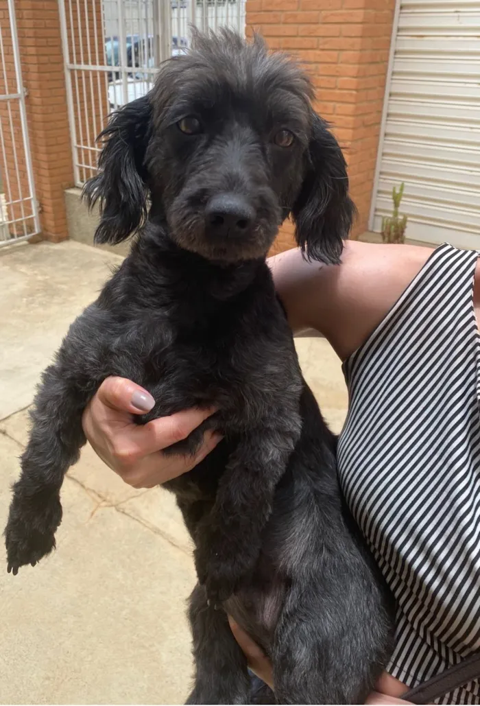 Cachorro raça SRD-ViraLata idade 2 anos nome Bonita