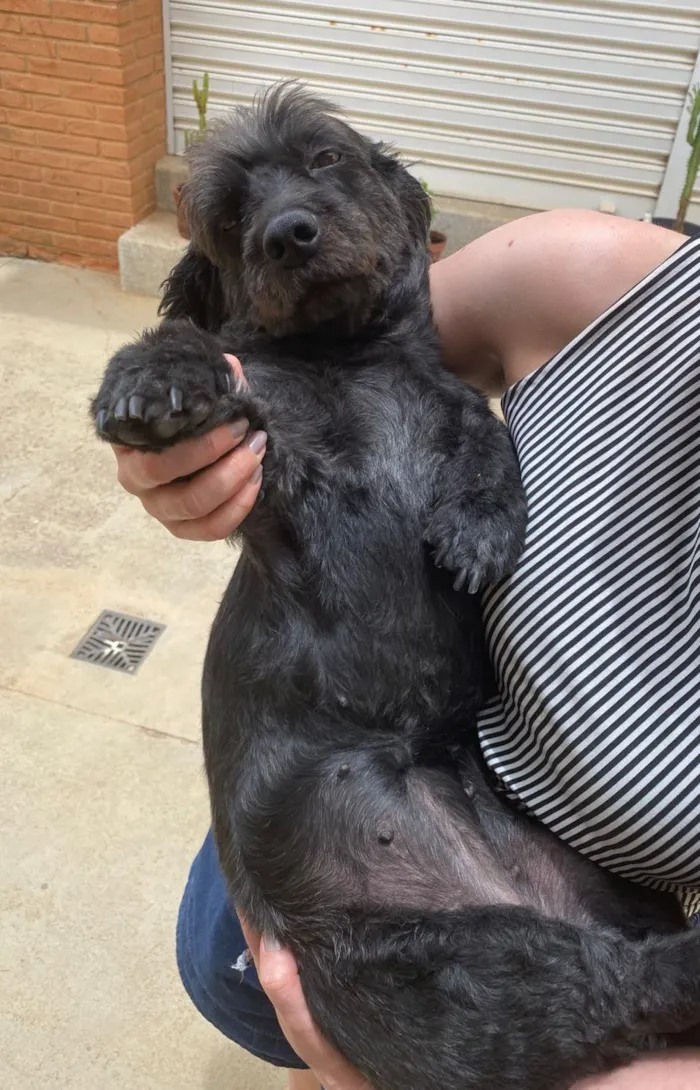 Cachorro raça SRD-ViraLata idade 2 anos nome Bonita