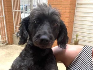 Cachorro raça SRD-ViraLata idade 2 anos nome Bonita