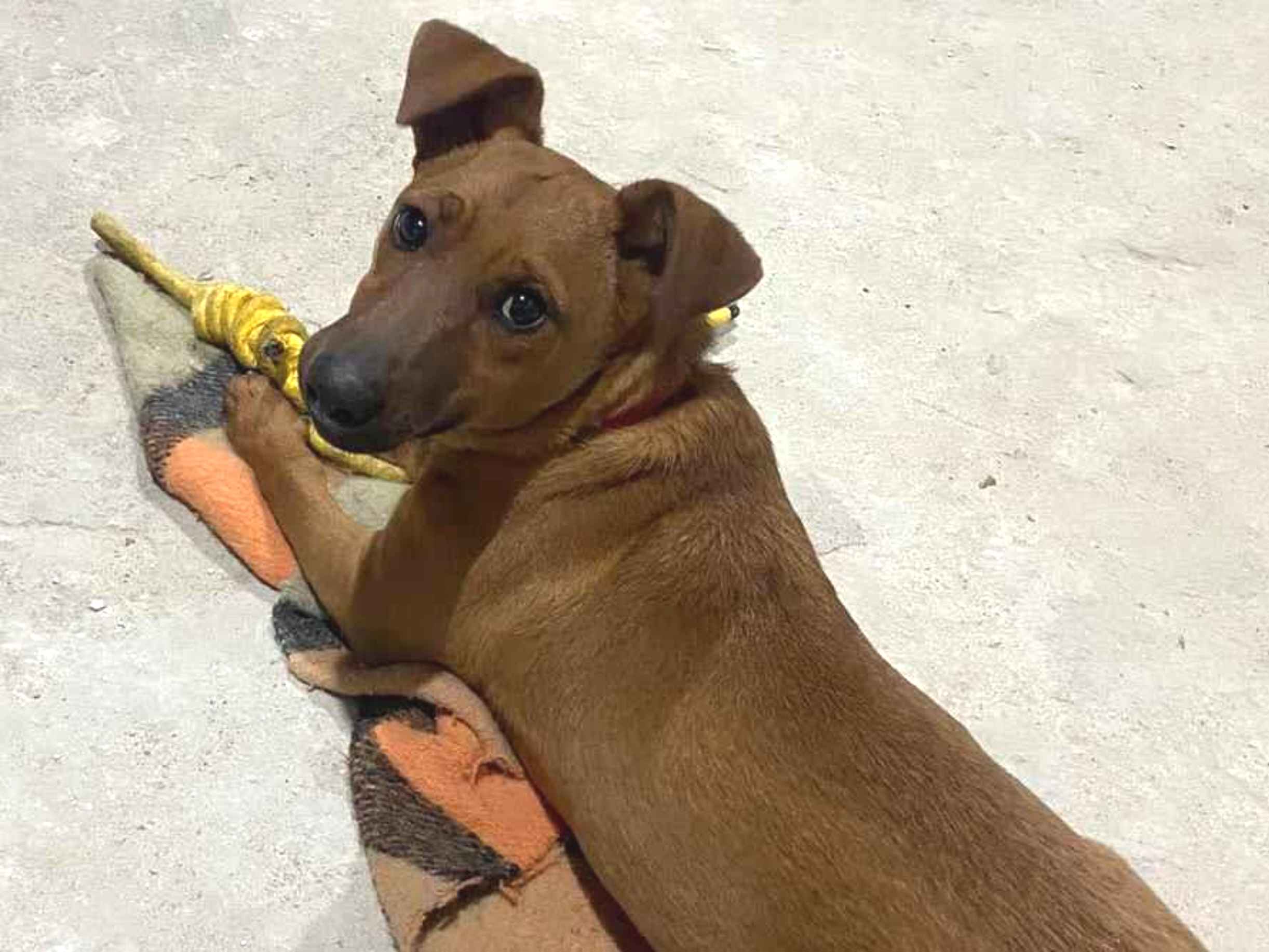 Cachorro raça SRD-ViraLata idade 1 ano nome Nick
