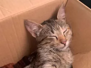 Gato raça SRD-ViraLata idade 2 a 6 meses nome She-ra