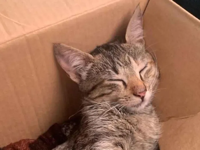 Gato raça SRD-ViraLata idade 2 a 6 meses nome She-ra